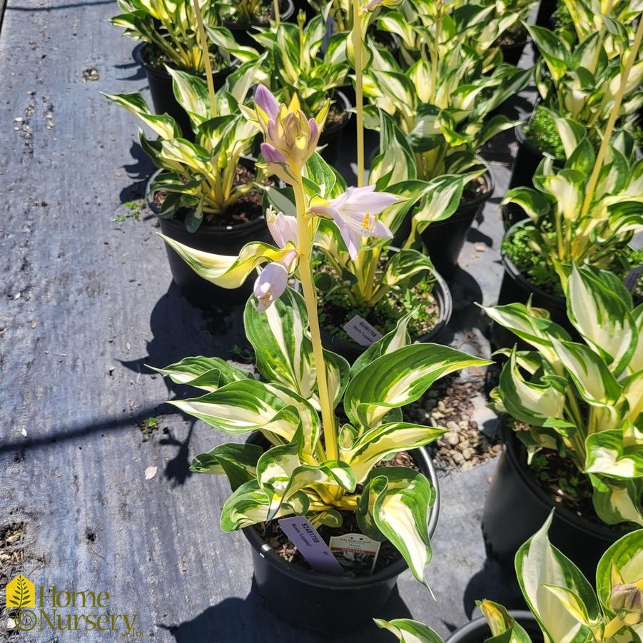 Hosta x 'Loyalist'