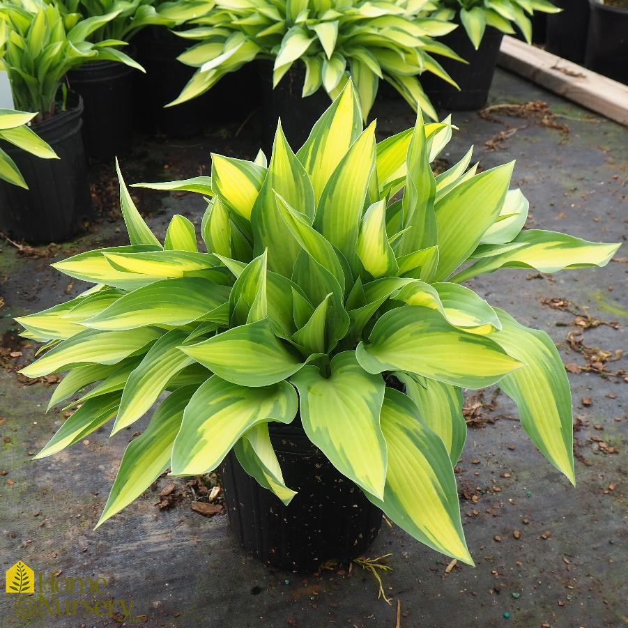 Hosta x 'Moonstruck'