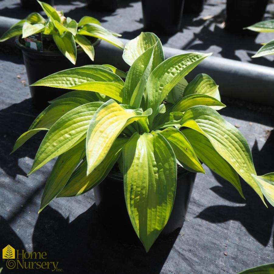 Hosta x 'Paradigm'