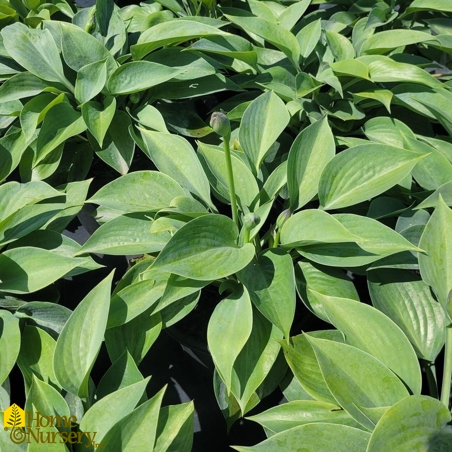 Hosta x 'Prairie Sky'