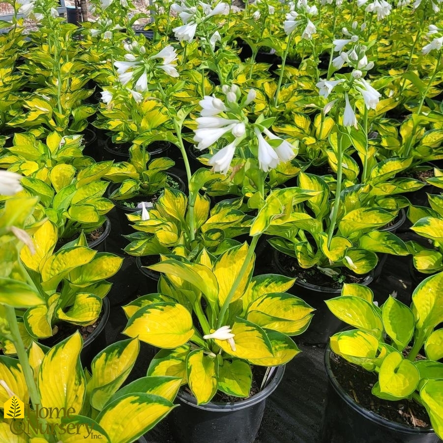 Hosta x 'Rainforest Sunrise'