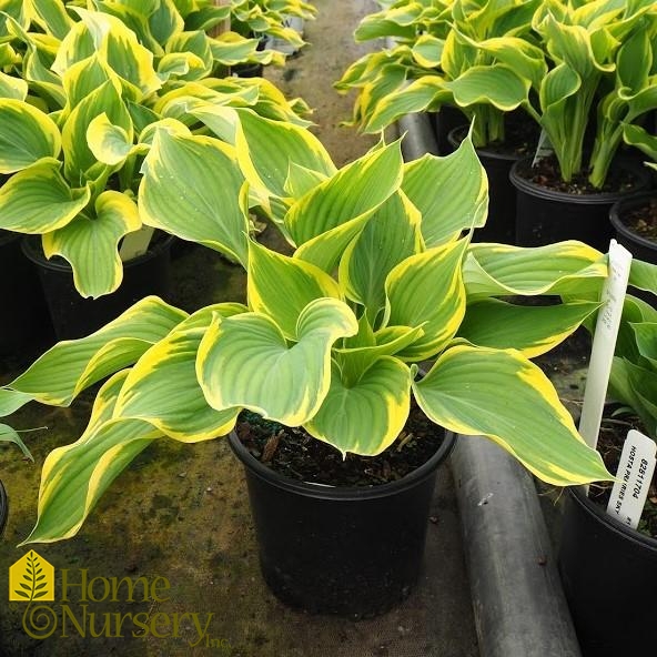 Hosta x 'Sagae'