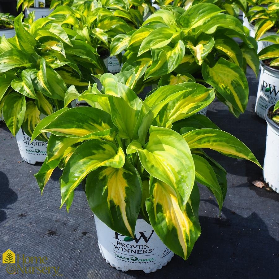 Hosta x Shadowland® 'Etched Glass'