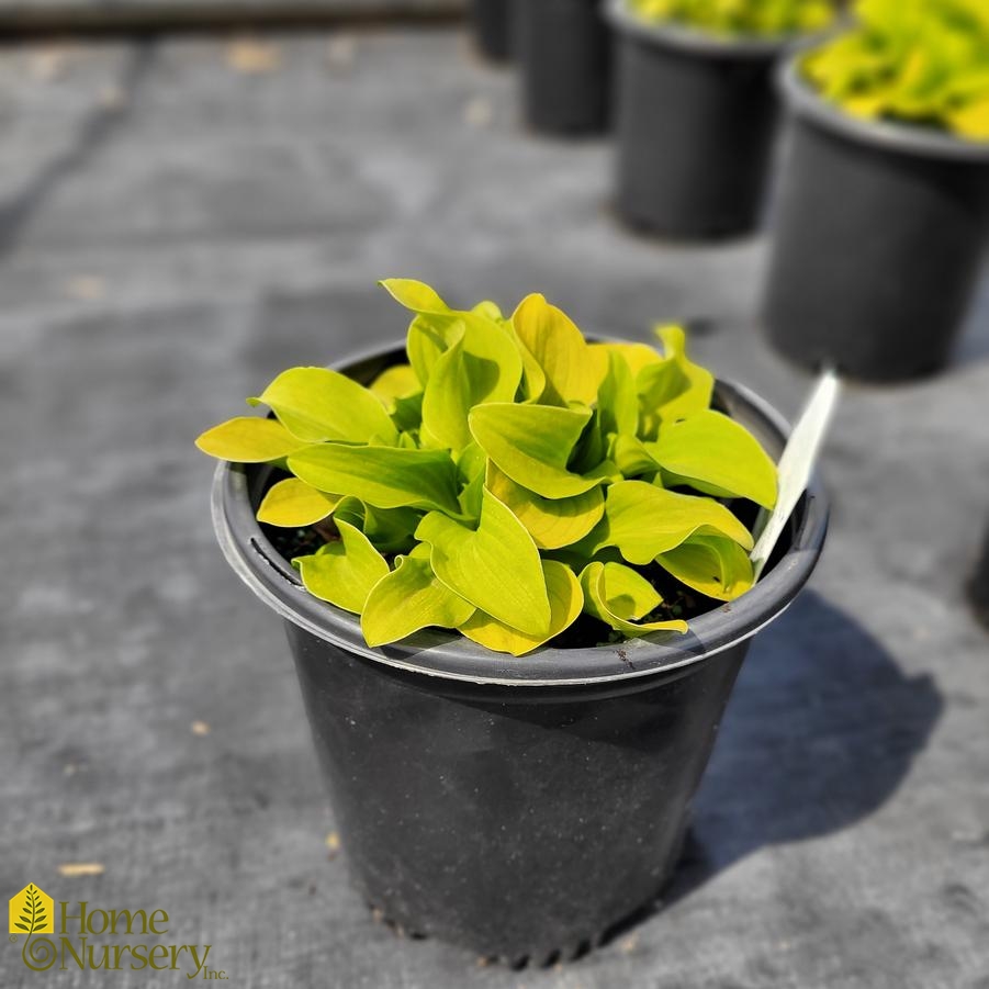 Hosta x 'Sun Mouse'