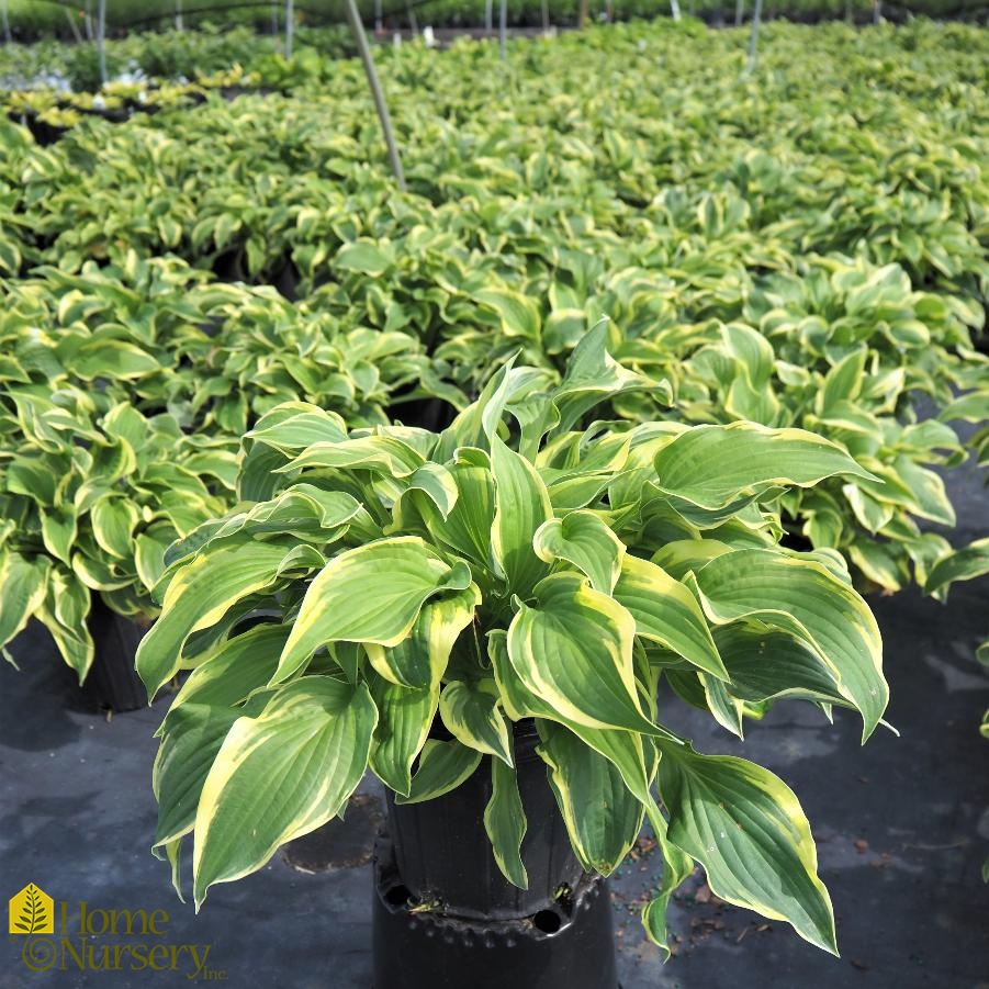 Hosta x 'Wide Brim'