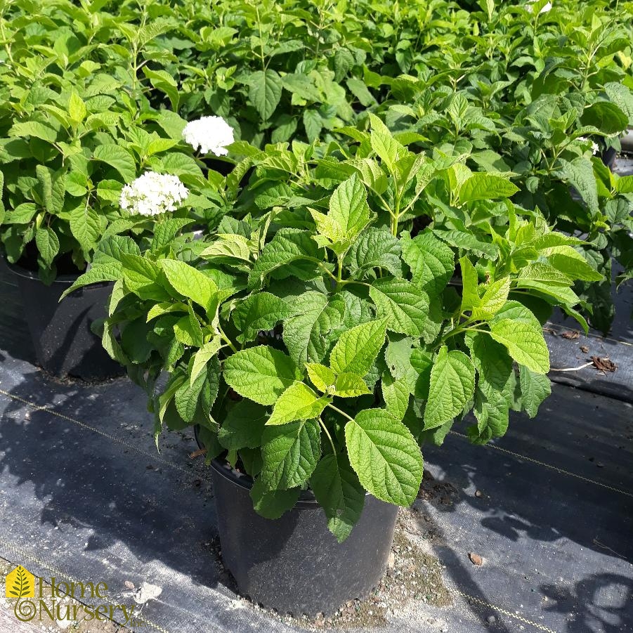 Hydrangea arborescens 'Annabelle'