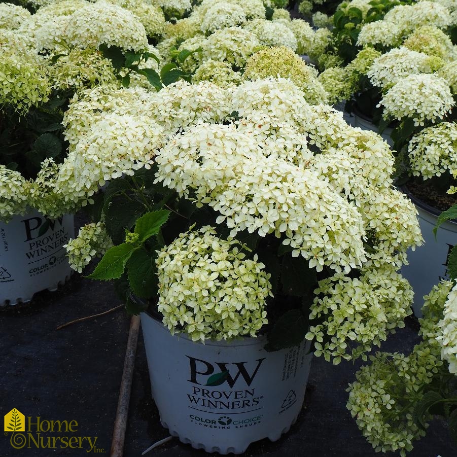 Hydrangea arborescens Invincibelle Limetta®