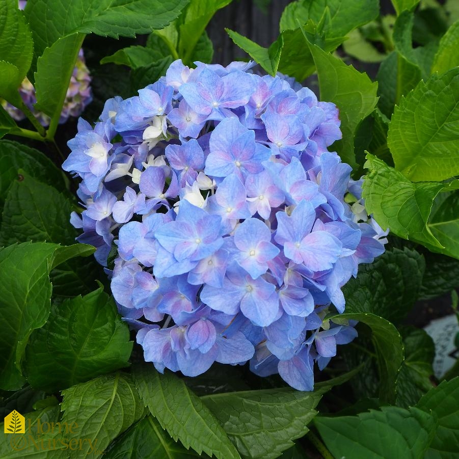 Hydrangea macrophylla Let's Dance® Rhythmic Blue®