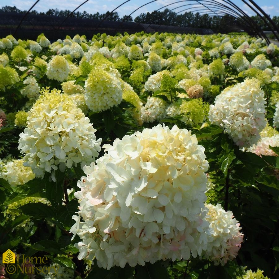 Hydrangea paniculata Zinfin Doll®