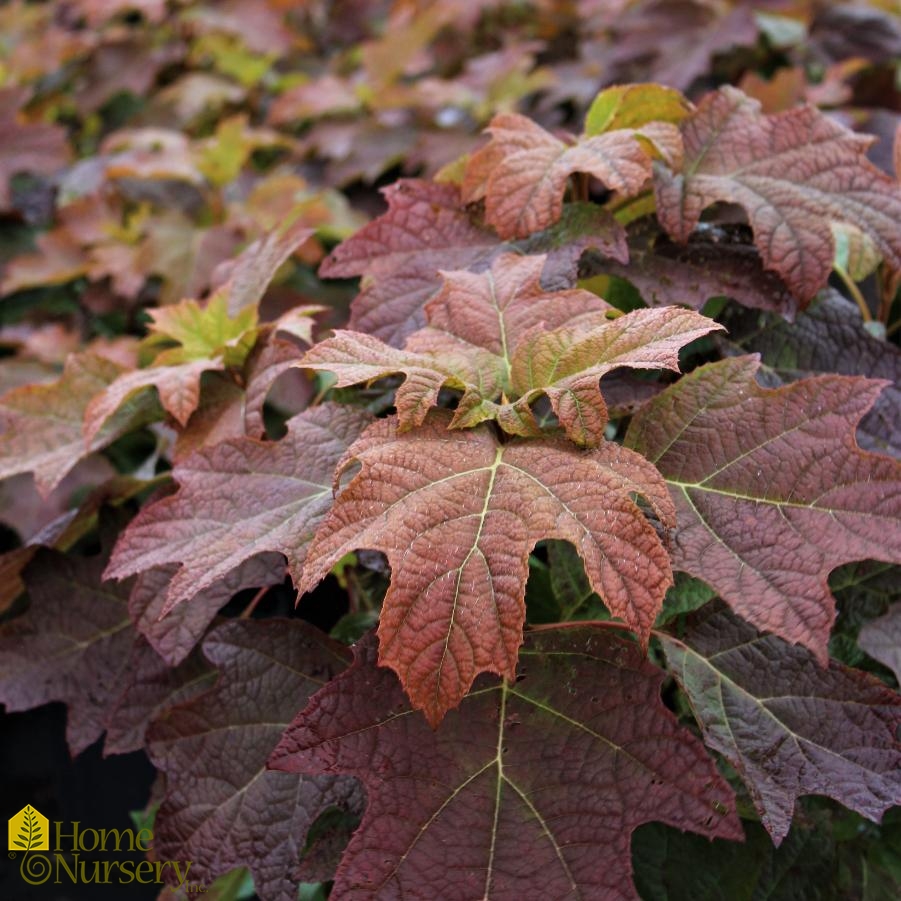 Hydrangea quercifolia 'Alice'