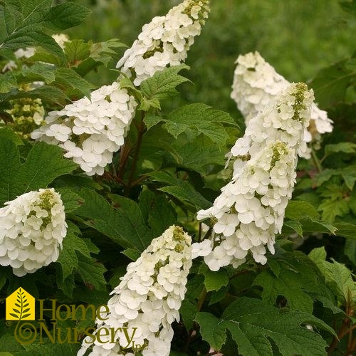 Hydrangea quercifolia Gatsby Gal®