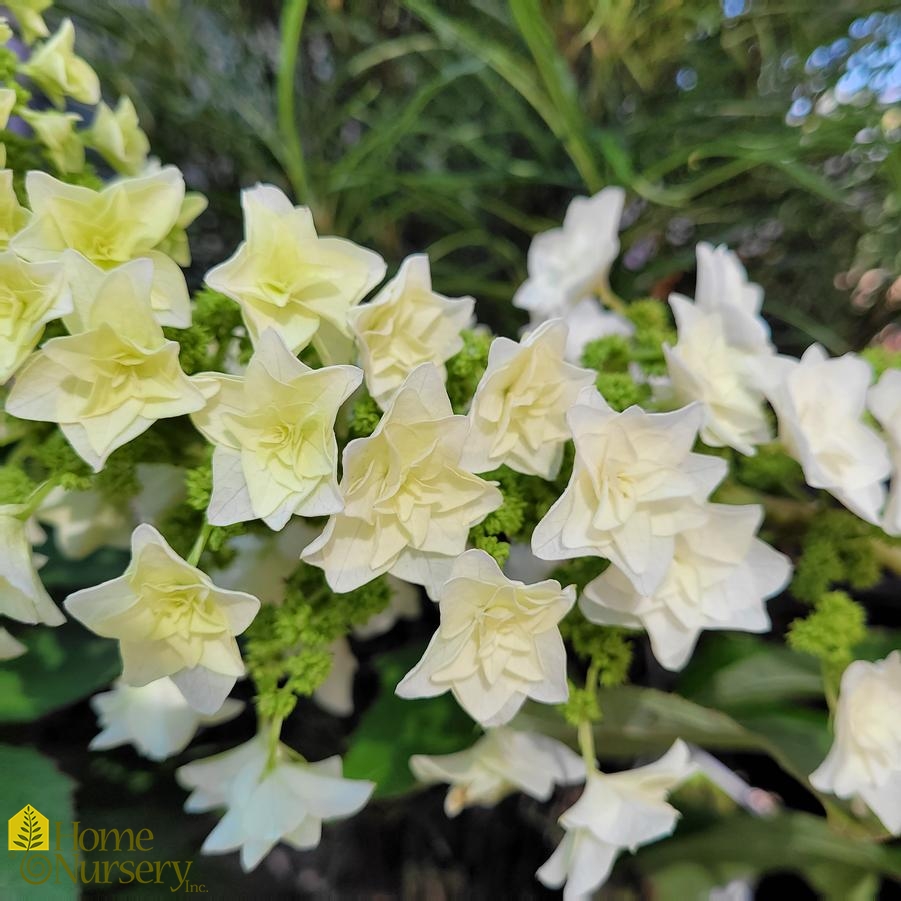 Hydrangea quercifolia Gatsby Star®