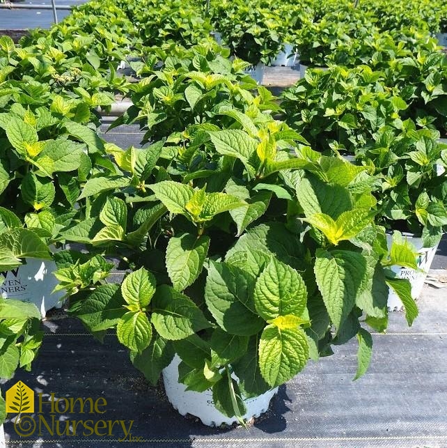 Tuff Stuff™ Red - Mountain Hydrangea - Hydrangea serrata