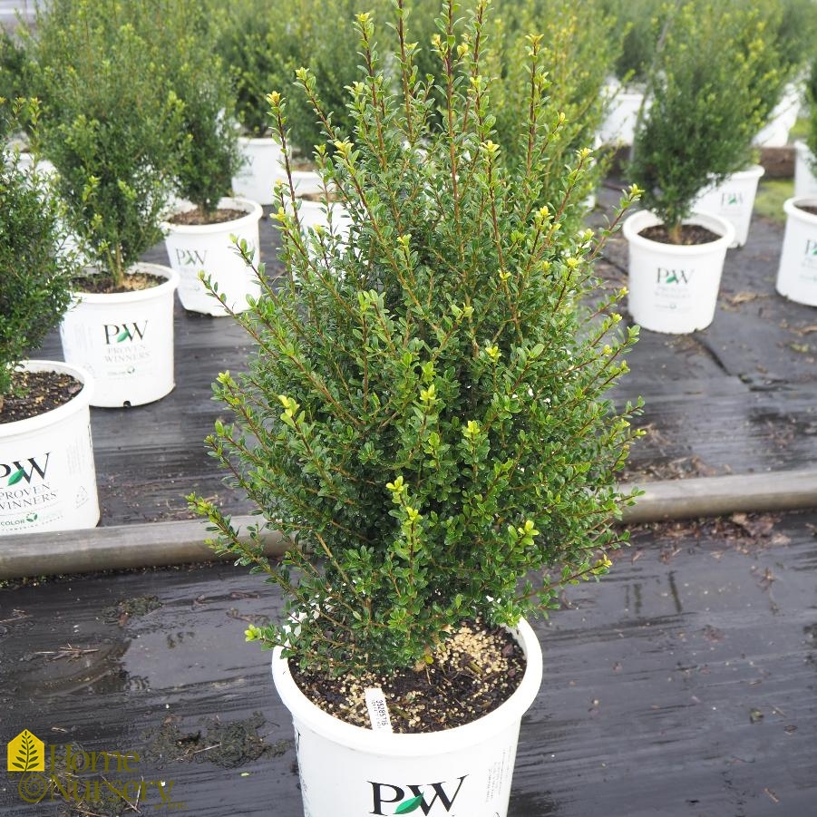 Ilex crenata Patti O Box®