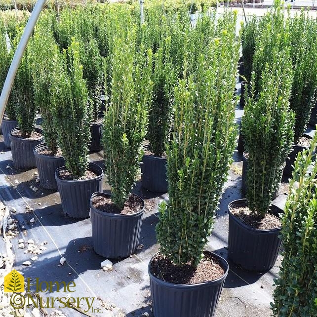 Ilex Crenata 'Sky Pencil' (Japanese Holly), 56% OFF