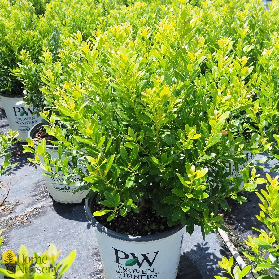 Ilex glabra Strongbox®