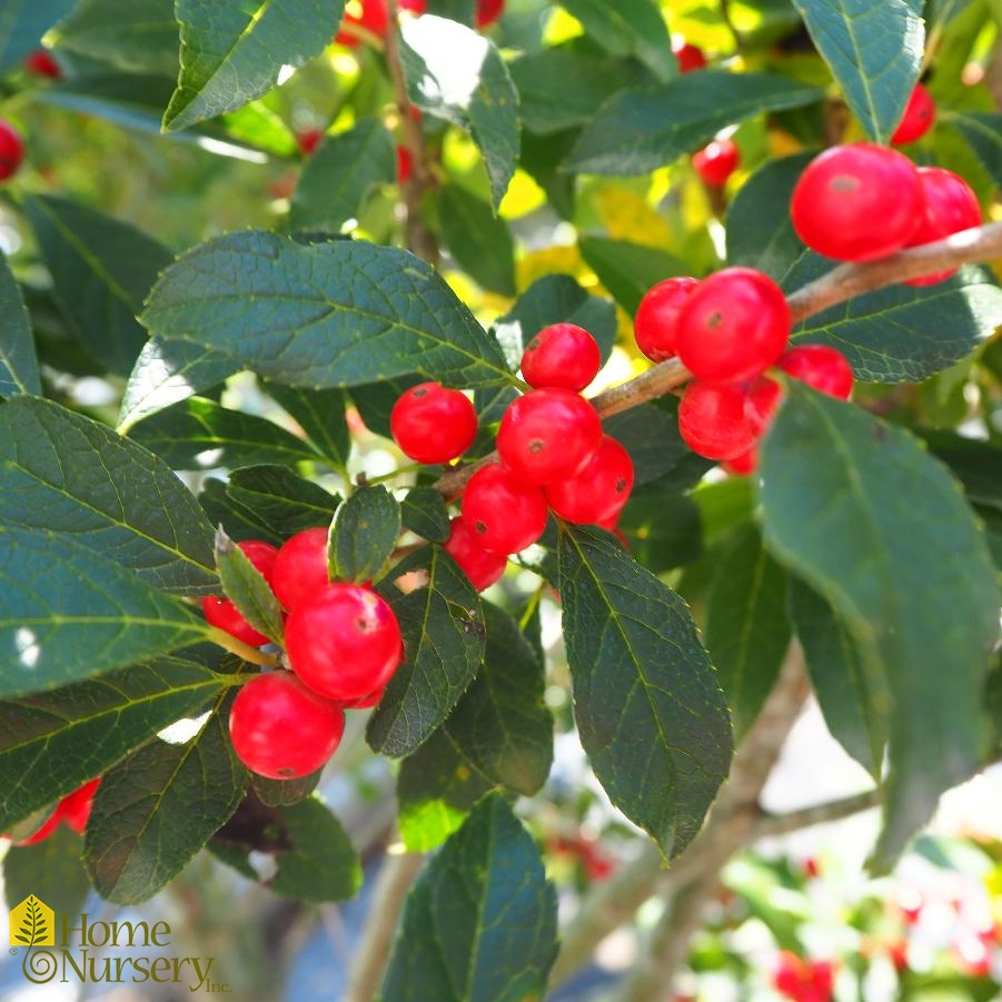Winterberry Set Berry Poppins® PP (Ilex verticillata)