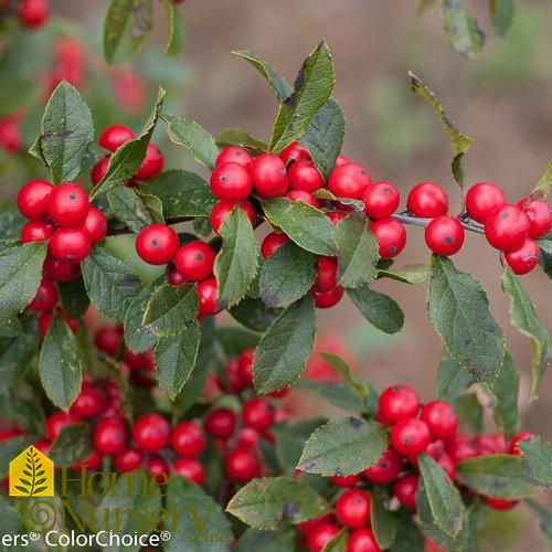 Ilex verticillata Little Goblin® Red