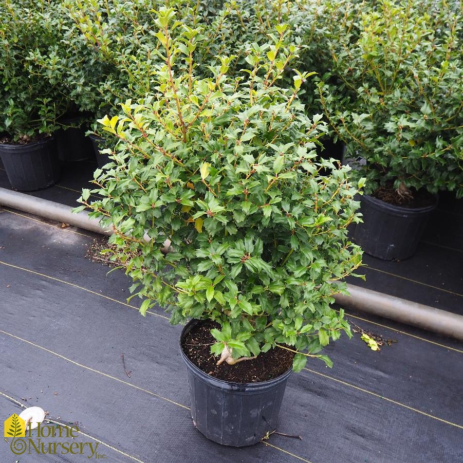 Ilex x 'China Boy'