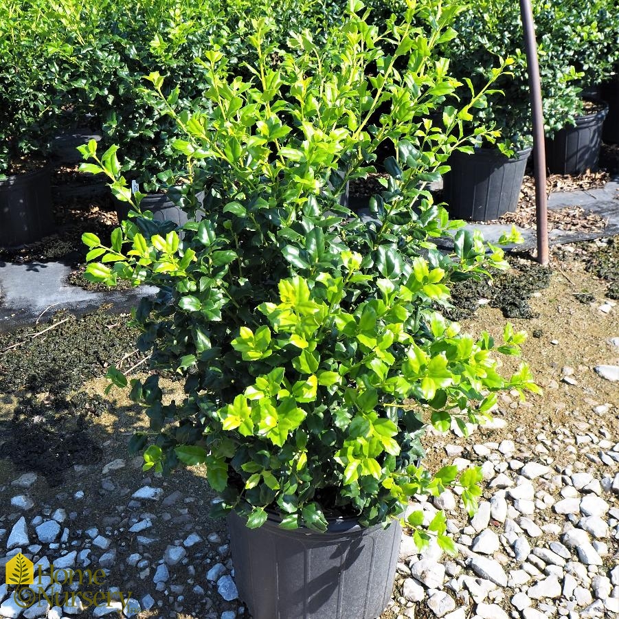 Ilex x 'China Girl'