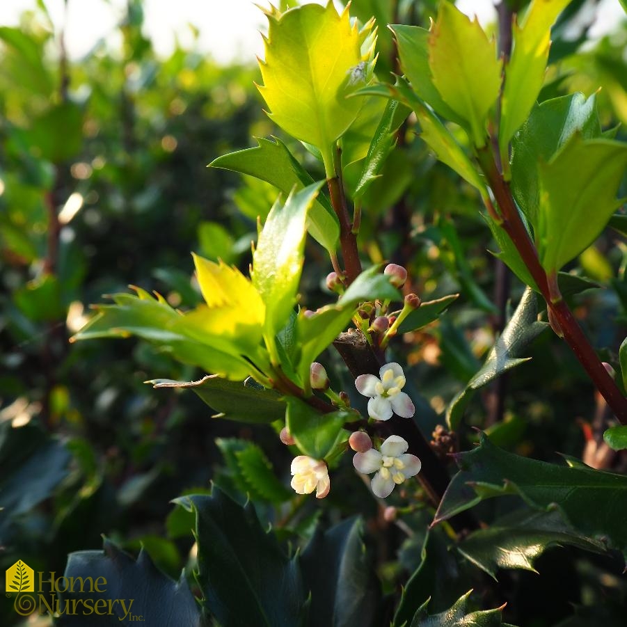 Ilex X Meserveae Blue Prince Blue Holly From Home Nursery