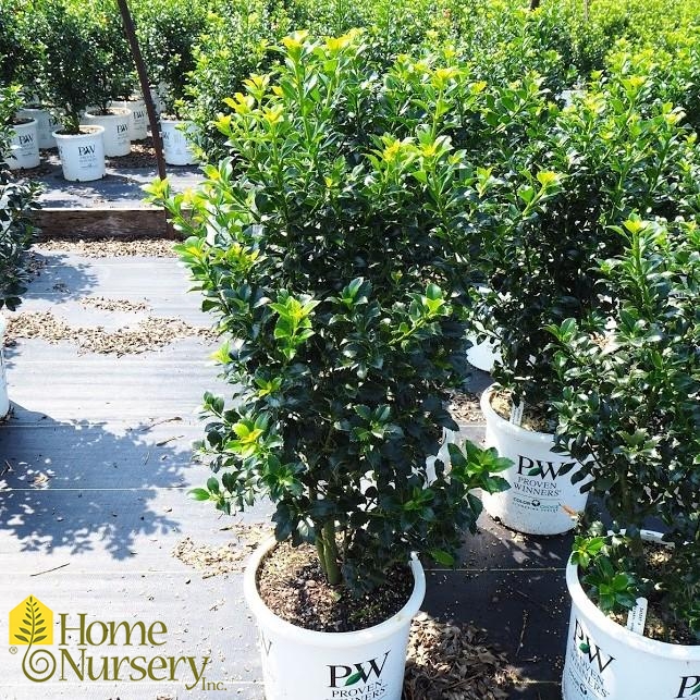 Ilex x meserveae Castle Spire®