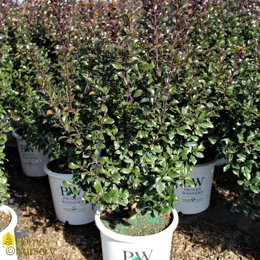 Ilex x meserveae Castle Wall®