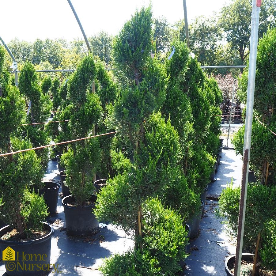 Juniperus chinensis 'Hetzii Columnaris' Spiral