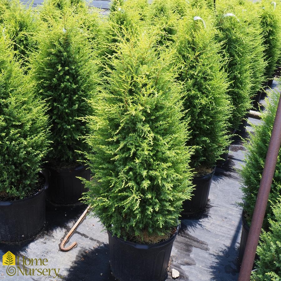 Juniperus communis 'Gold Cone'