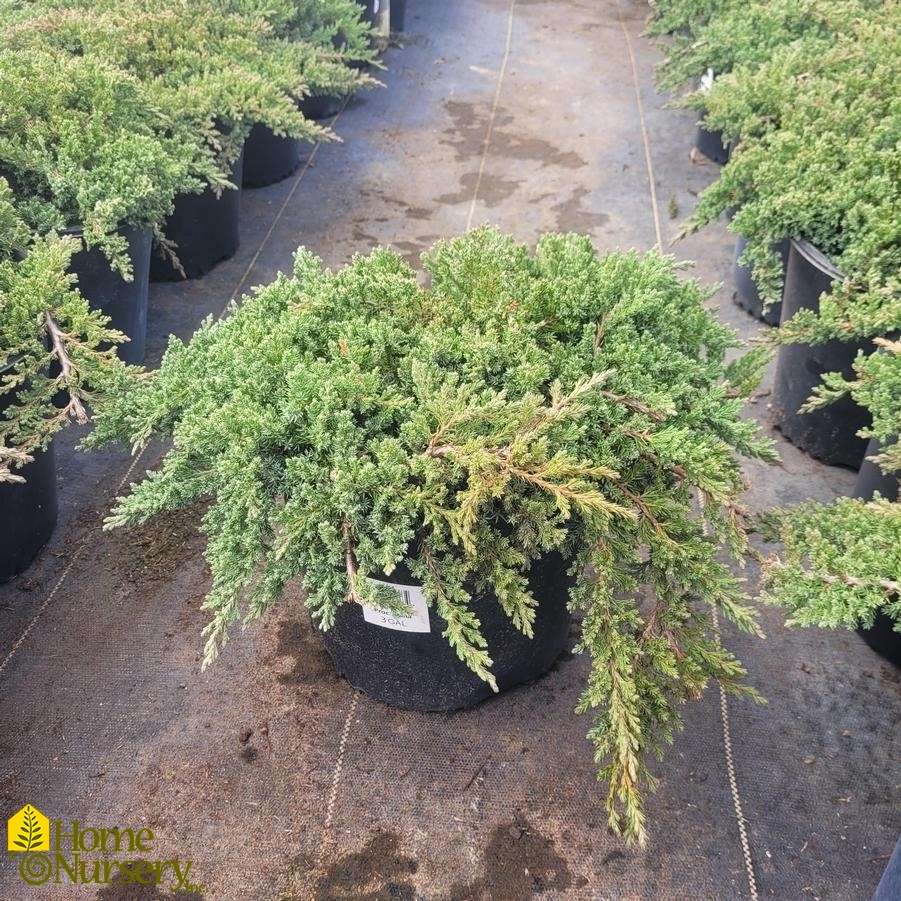 Juniperus procumbens 'Nana'