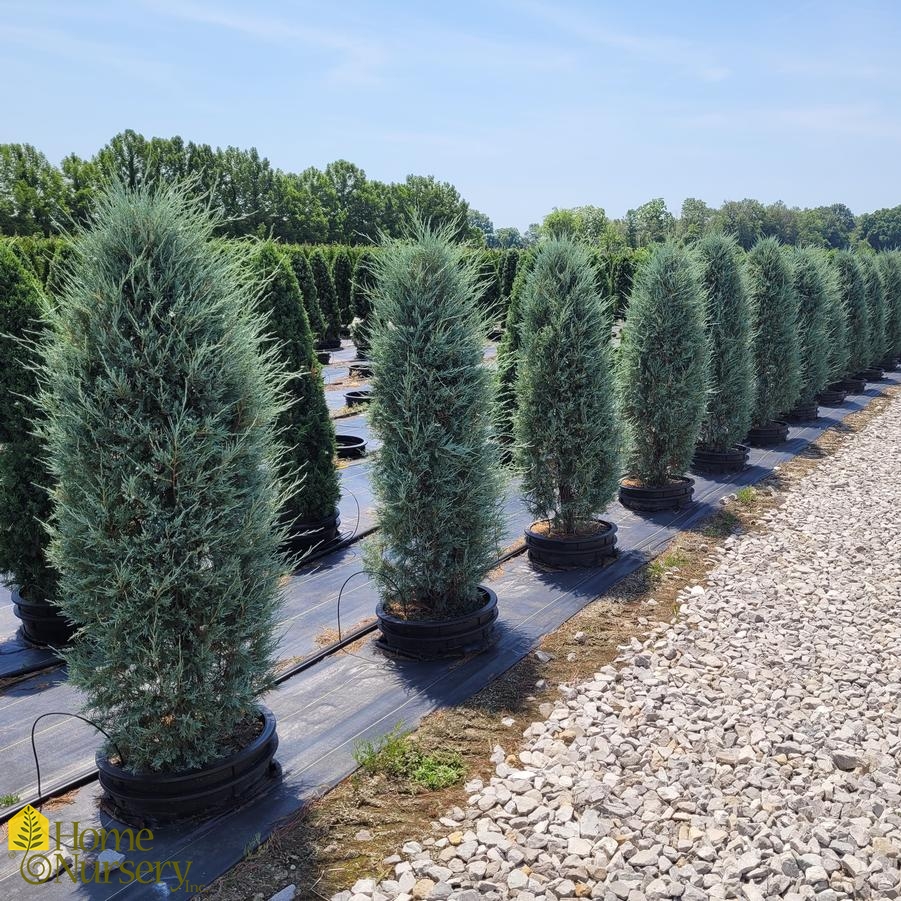 Juniperus scopulorum Sky High™