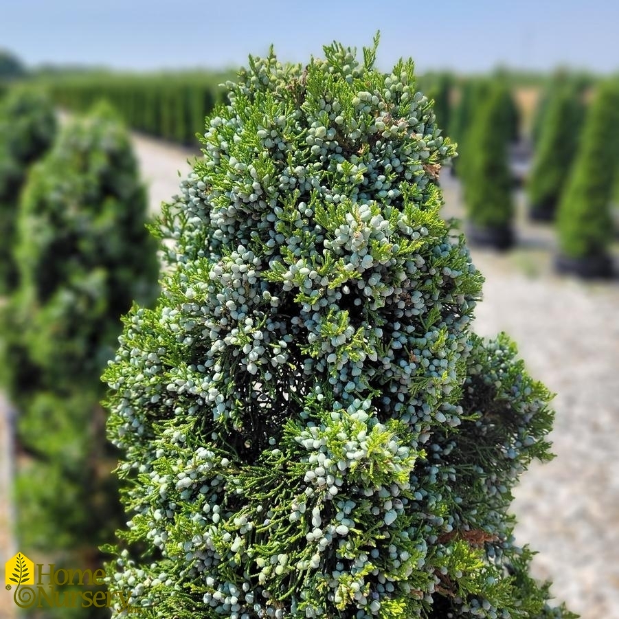 Juniperus virginiana 'Canaerti'