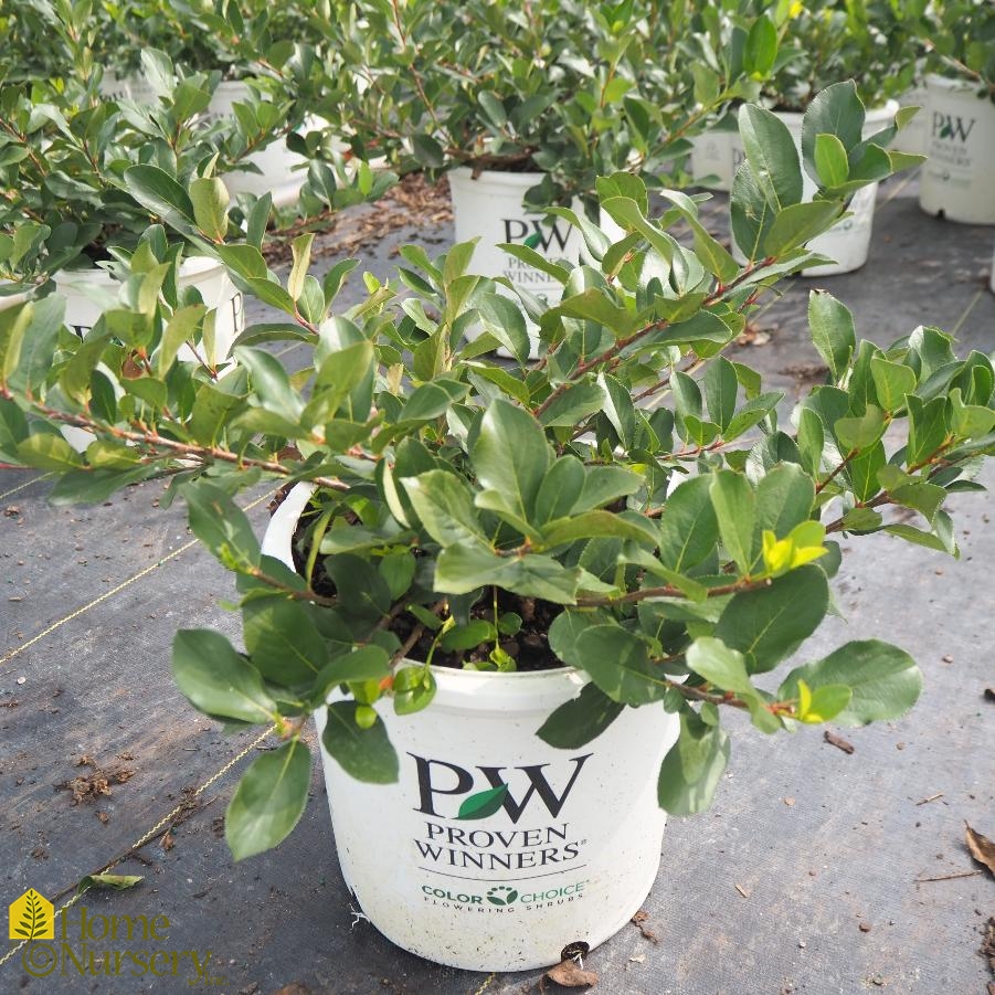 Aronia melanocarpa Low Scape Mound®