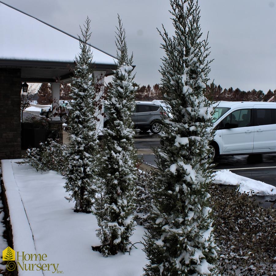 Juniperus virginiana 'Taylor'