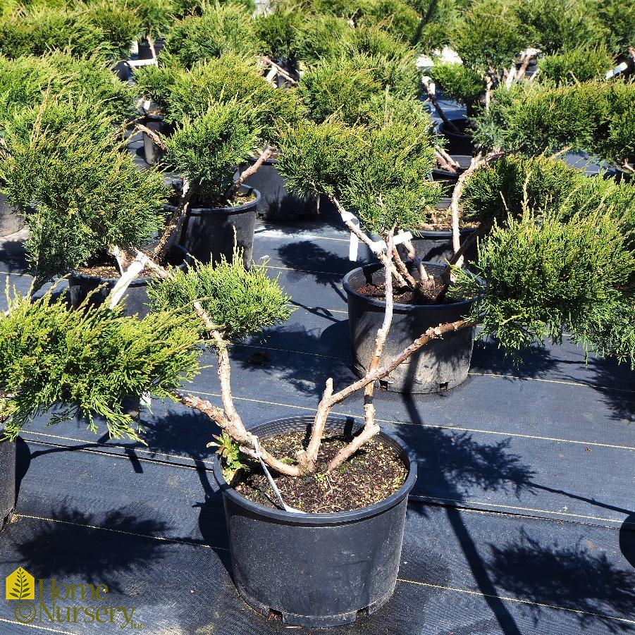 Juniperus x pfitzeriana Sea Green' Pom Pom