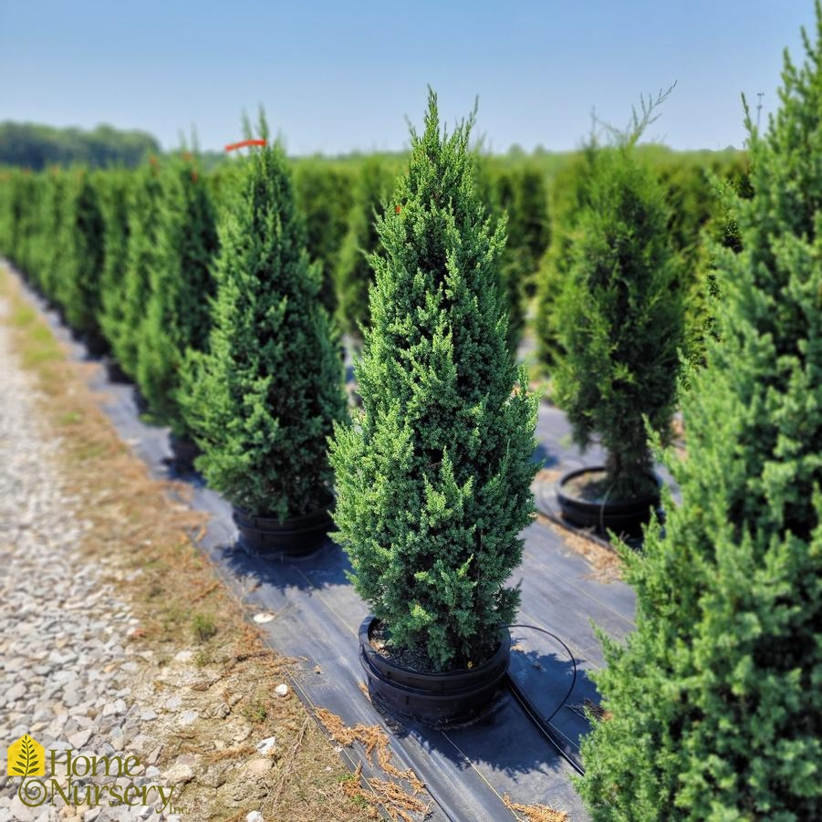 Juniperus x Star Power®