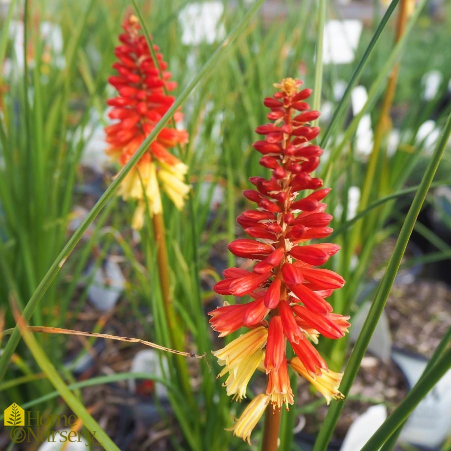 Kniphofia x Pyromania™'Rocket's Red Glare'