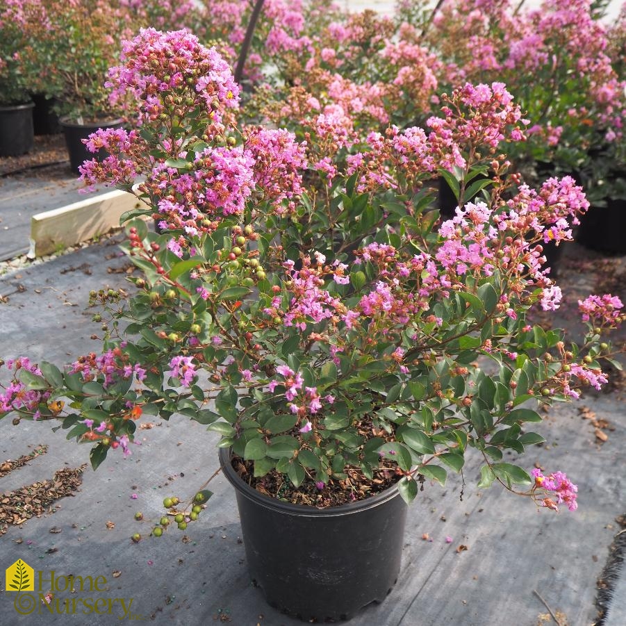 Lagerstroemia indica Barista® 'Bubble Tea'