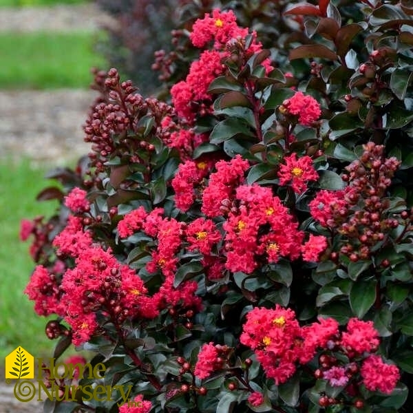 Lagerstroemia indica Barista® 'Cherry Mocha'