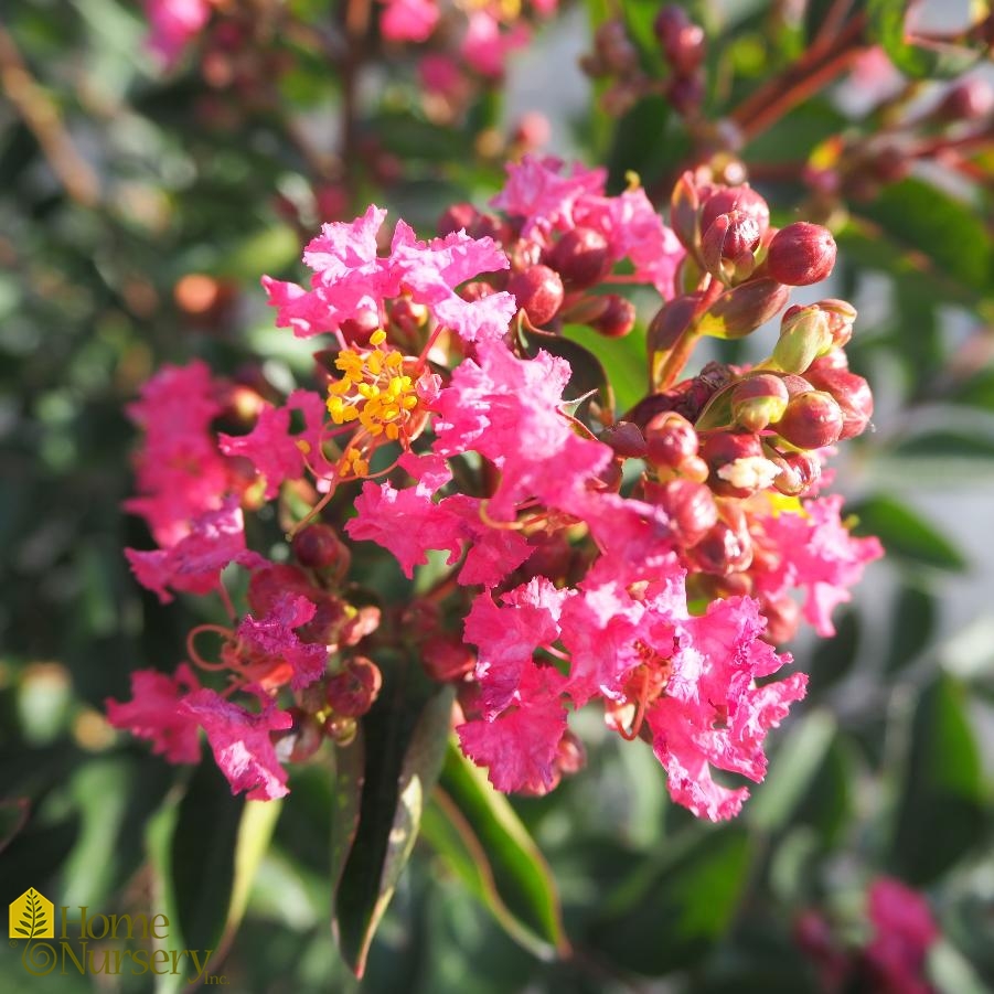 Lagerstroemia indica Bellini® Raspberry