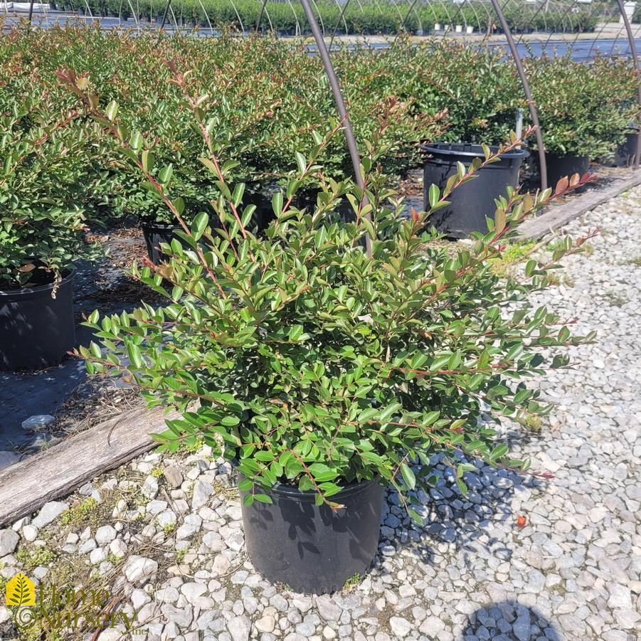 Lagerstroemia indica 'Dwarf Royalty'