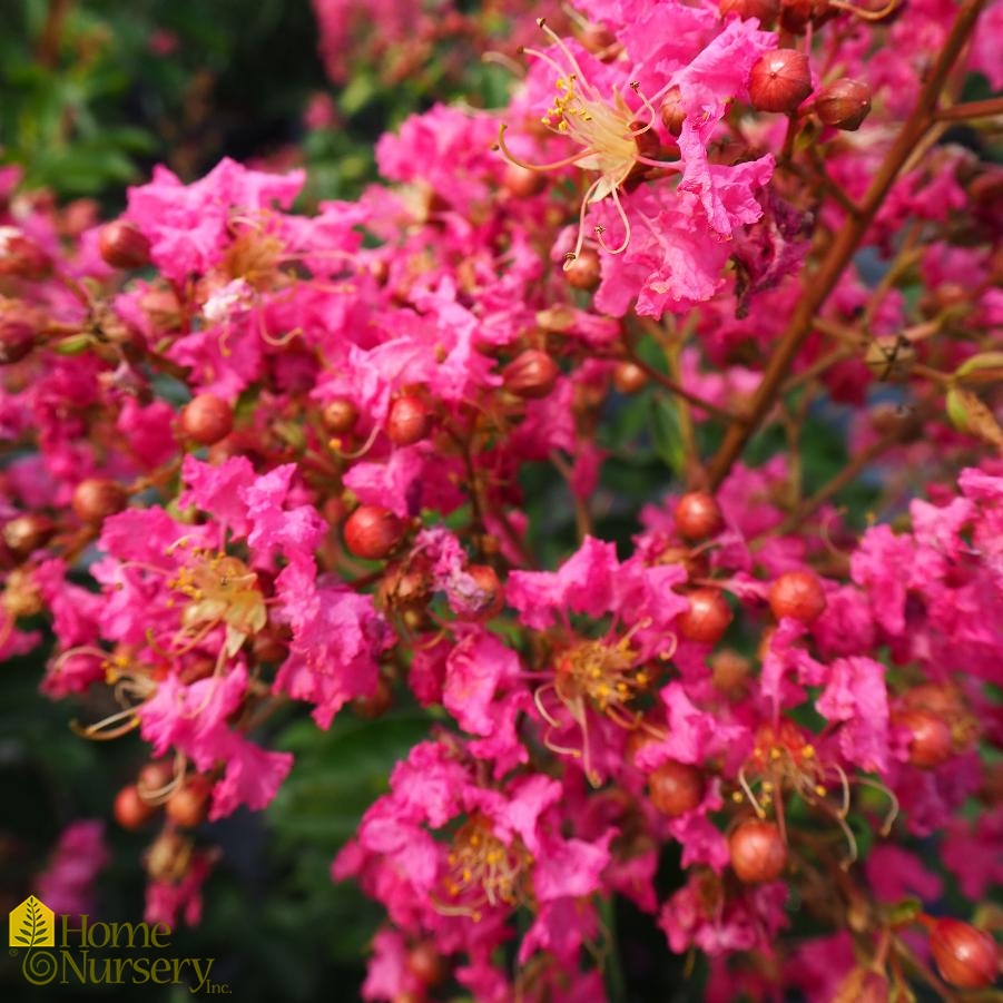 Lagerstroemia indica 'Hopi'