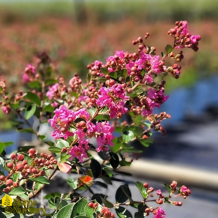 Lagerstroemia indica Infinitini® Brite Pink