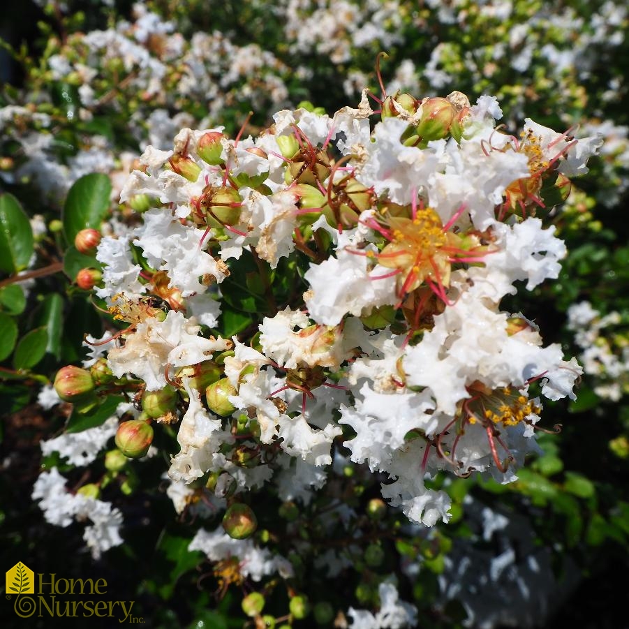 Lagerstroemia indica Infinitini® White