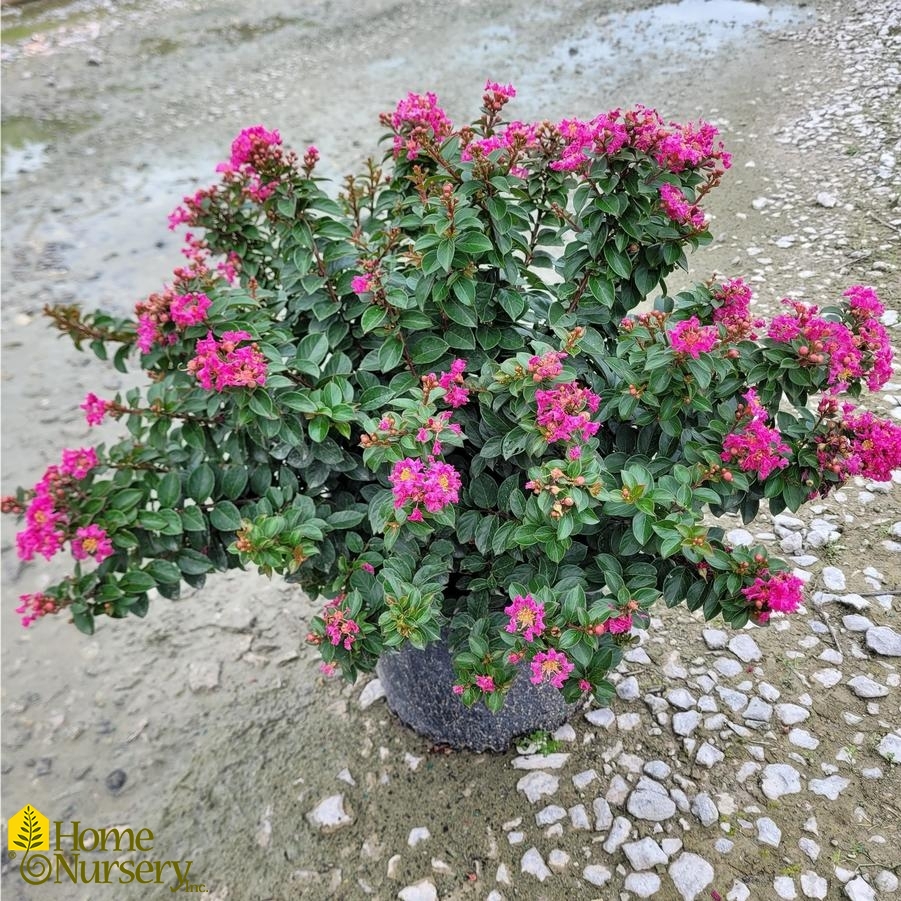 Lagerstroemia indica 'Pocomoke'