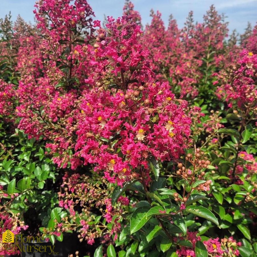 Lagerstroemia indica x fauriei 'Tonto'