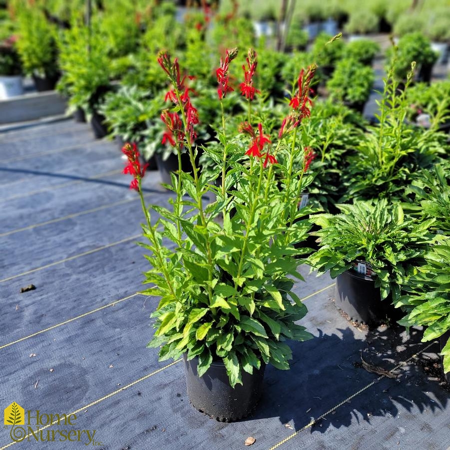 Lobelia cardinalis 