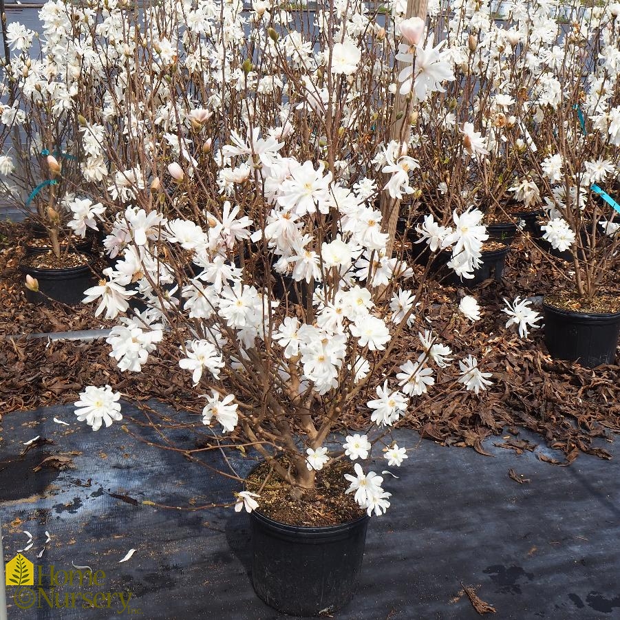 Magnolia stellata 