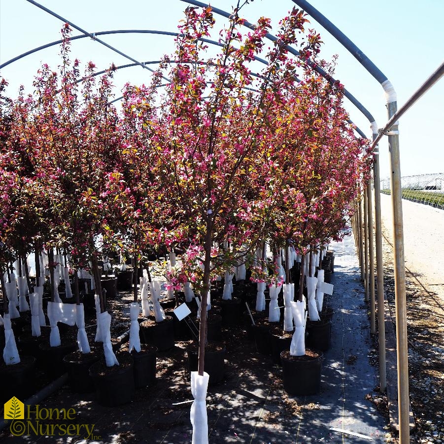 Malus x 'Prairifire'