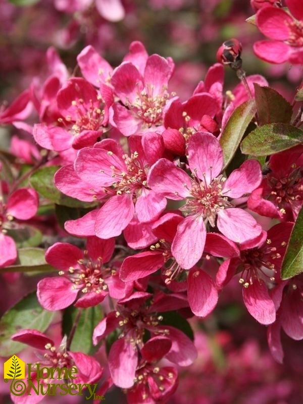 Malus x 'Purple Prince'